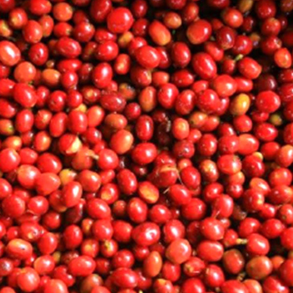 ETHIOPIA- Yirgacheffe BunaBuna G1/ エチオピア イルガチェフェ ブナブナ G1(ﾅﾁｭﾗﾙ）