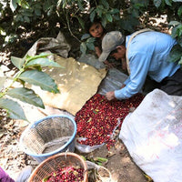 GUATEMALA-La Soledad/グアテマラ ラ・ソレダー農園