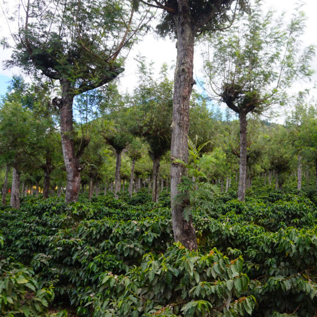 GUATEMALA-La Soledad/グアテマラ ラ・ソレダー農園