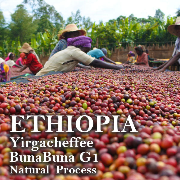 ETHIOPIA- Yirgacheffe BunaBuna G1/ エチオピア イルガチェフェ ブナブナ G1(ﾅﾁｭﾗﾙ）