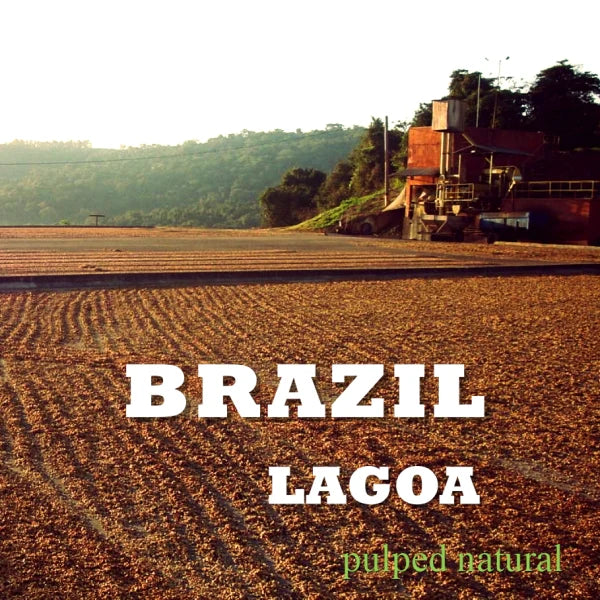 BRAZIL-da lagoa/ブラジル ラゴア農園