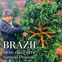 BRAZIL-Sitio da Torre/ブラジル シティオダトーレ農園 (ﾅﾁｭﾗﾙ)