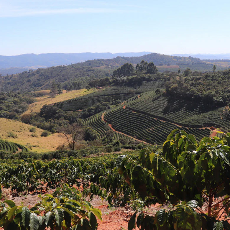 BRAZIL-Sitio da Torre/ブラジル シティオダトーレ農園
