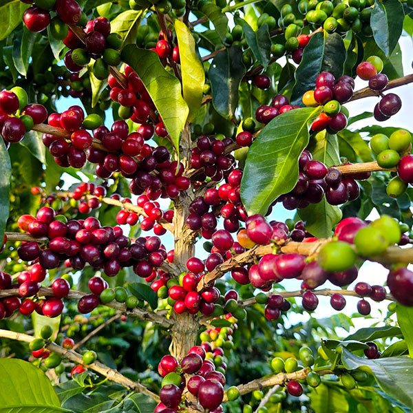 COLOMBIA- Citrus fruits quebraditas／コロンビア シトラス フルーツ ケブラディタス(ｶﾙﾁｬﾘﾝｸﾞ）