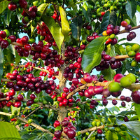 COLOMBIA- Citrus fruits quebraditas／コロンビア シトラス フルーツ ケブラディタス(ｶﾙﾁｬﾘﾝｸﾞ）