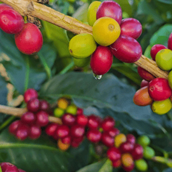 COLOMBIA- Citrus fruits quebraditas／コロンビア シトラス フルーツ ケブラディタス(ｶﾙﾁｬﾘﾝｸﾞ）