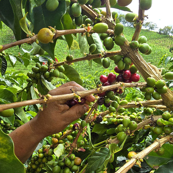 COLOMBIA- Citrus fruits quebraditas／コロンビア シトラス フルーツ ケブラディタス(ｶﾙﾁｬﾘﾝｸﾞ）