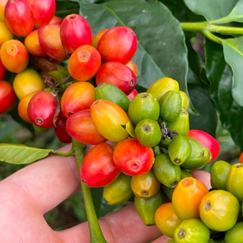 COLOMBIA- Peach quebraditas／コロンビア ピーチ ケブラディタス(ｶﾙﾁｬﾘﾝｸﾞ）