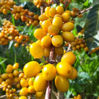 COLOMBIA- Peach quebraditas／コロンビア ピーチ ケブラディタス(ｶﾙﾁｬﾘﾝｸﾞ）