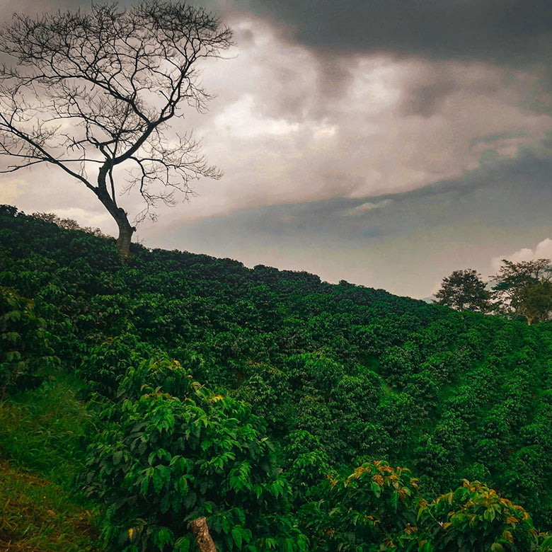 COLOMBIA- Peach quebraditas／コロンビア ピーチ ケブラディタス(ｶﾙﾁｬﾘﾝｸﾞ）