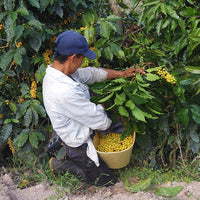 【premium】COLOMBIA-Los Nogales Chocoberry Natural／コロンビア ロス・ノガレス チョコベリー ナチュラル