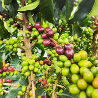 COLOMBIA- Peach quebraditas／コロンビア ピーチ ケブラディタス(ｶﾙﾁｬﾘﾝｸﾞ）