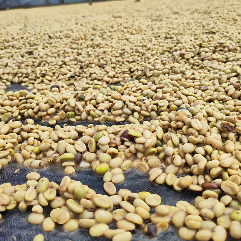 COLOMBIA- Peach quebraditas／コロンビア ピーチ ケブラディタス(ｶﾙﾁｬﾘﾝｸﾞ）