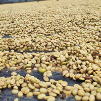 COLOMBIA- Peach quebraditas／コロンビア ピーチ ケブラディタス(ｶﾙﾁｬﾘﾝｸﾞ）