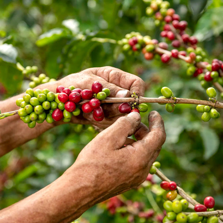COLOMBIA- Villa Fatima Bourbon/コロンビア ヴィジャ ファティマ ブルボン