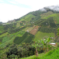 COLOMBIA- Villa Fatima Bourbon/コロンビア ヴィジャ ファティマ ブルボン