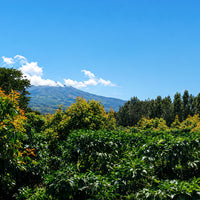 COSTA RICA-Cerro Alto La Union/ コスタリカ セロ・アルト ラ・ウニオン（ﾚｯﾄﾞﾊﾆｰ）