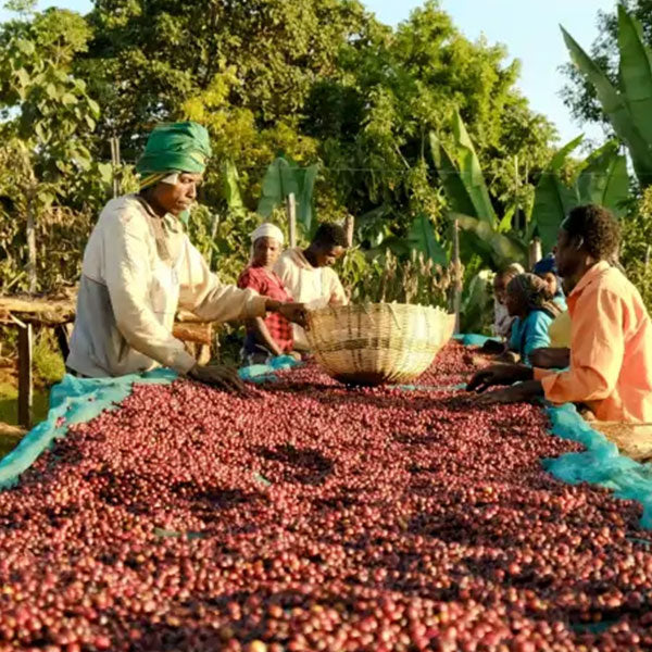ETHIOPIA- Guji Aschalew Girma / エチオピア グジ アシャレウ・ギルマ(ﾅﾁｭﾗﾙ）
