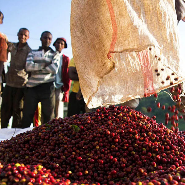 ETHIOPIA- Guji Aschalew Girma / エチオピア グジ アシャレウ・ギルマ(ﾅﾁｭﾗﾙ）