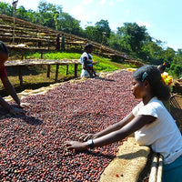 ETHIOPIA- Yirgacheffe ARICHA G1 / エチオピア イルガチェフェ アリチャG1(ﾅﾁｭﾗﾙ）