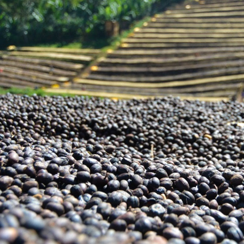 ETHIOPIA- Yirgacheffe ARICHA G1 / エチオピア イルガチェフェ アリチャG1(ﾅﾁｭﾗﾙ）