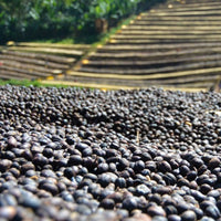 ETHIOPIA- Yirgacheffe ARICHA G1 / エチオピア イルガチェフェ アリチャG1(ﾅﾁｭﾗﾙ）