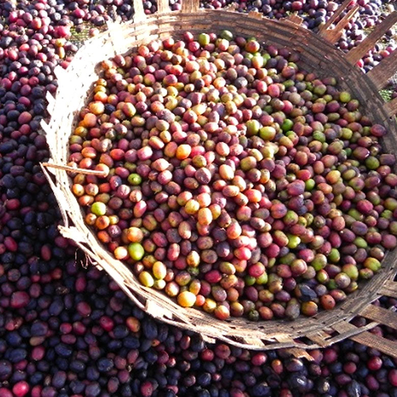 ETHIOPIA- Yirgacheffe ARICHA G1 / エチオピア イルガチェフェ アリチャG1(ﾅﾁｭﾗﾙ）