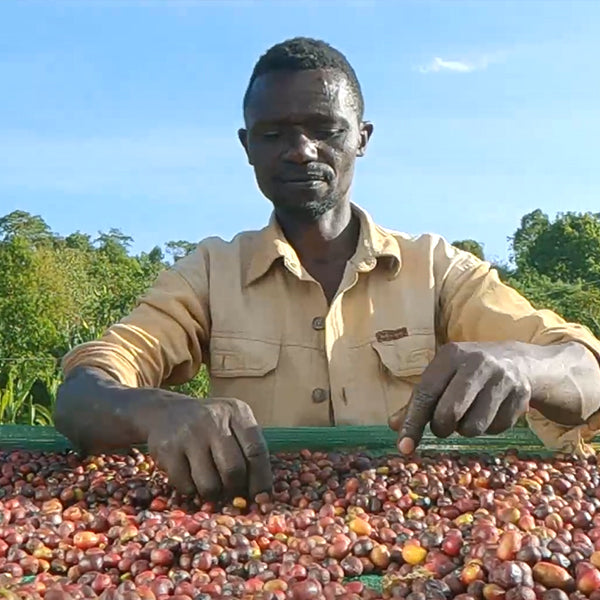 ETHIOPIA- Yirgacheffe Banko Gotiti/ エチオピア イルガチェフェ バンコ ゴティティ(ﾅﾁｭﾗﾙ）