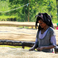 ETHIOPIA- Yirgacheffe gedeb worka G1/ エチオピア イルガチェフェ  ゲデブ ウォルカ(ｳｫｯｼｭﾄ）