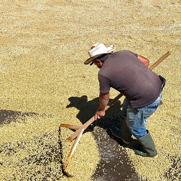 GUATEMALA-LA ASANCION AGRICULTURAL COOPERATIVE　LAS MORAS/グアテマラ・ラ・アサンシオン農協　ラス・モラス