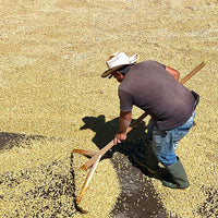 GUATEMALA-LA ASANCION AGRICULTURAL COOPERATIVE　LAS MORAS/グアテマラ・ラ・アサンシオン農協　ラス・モラス