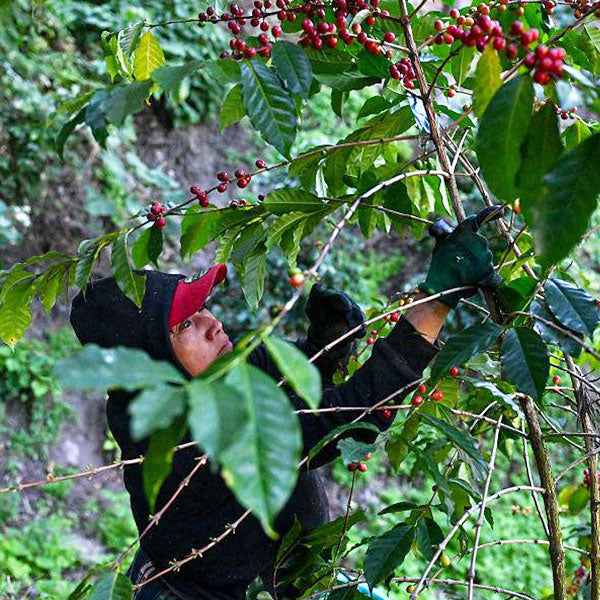 GUATEMALA-LA ASANCION AGRICULTURAL COOPERATIVE　LAS MORAS/グアテマラ・ラ・アサンシオン農協　ラス・モラス