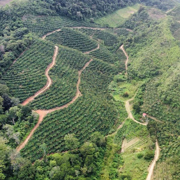 GUATEMALA-LA ASANCION AGRICULTURAL COOPERATIVE　LAS MORAS/グアテマラ・ラ・アサンシオン農協　ラス・モラス