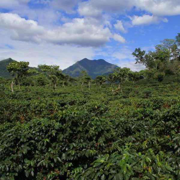 GUATEMALA-LA ASANCION AGRICULTURAL COOPERATIVE　LAS MORAS/グアテマラ・ラ・アサンシオン農協　ラス・モラス