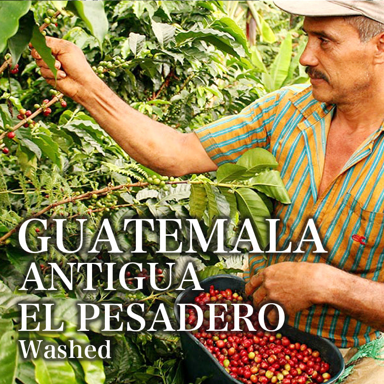 GUATEMALA-ANTIGUA EL PESADERO/グアテマラ・エル・ペサデロ