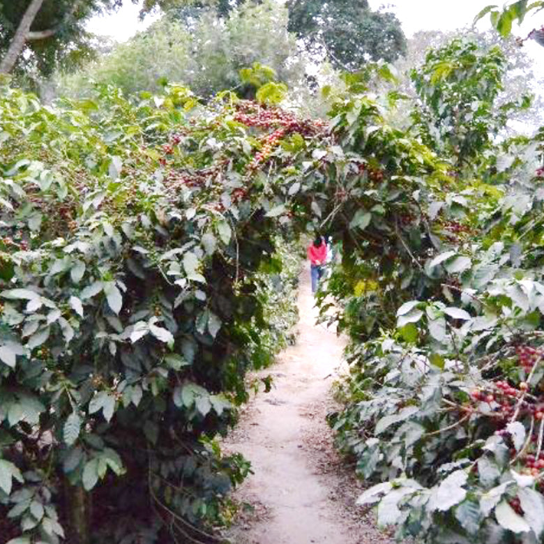 GUATEMALA-ANTIGUA EL PESADERO/グアテマラ・エル・ペサデロ