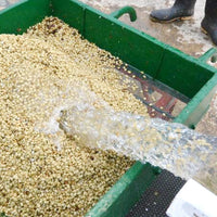 GUATEMALA-ANTIGUA EL PESADERO/グアテマラ・エル・ペサデロ