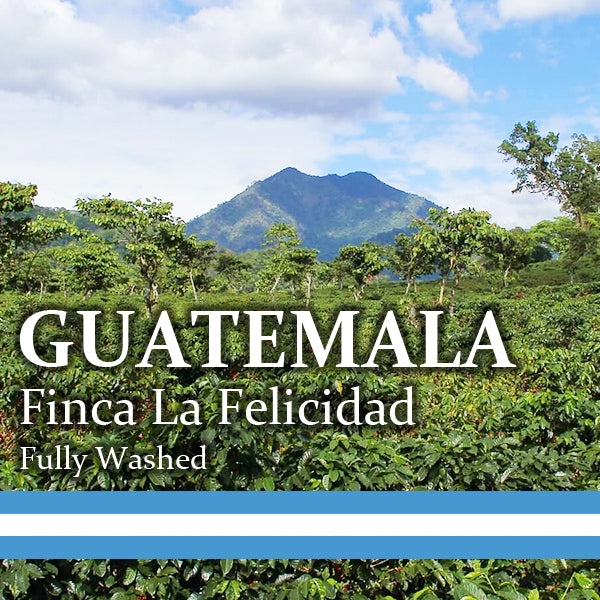 GUATEMALA-Finca La Felicidad/グアテマラ・フェリシダー農園