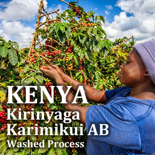 KENYA- Kirinyaga Karimikui AB /ケニア キリニャガ カリミクイ AB