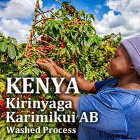 KENYA- Kirinyaga Karimikui AB /ケニア キリニャガ カリミクイ AB