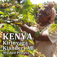 KENYA- Kirinyaga Kianderi AB /ケニア キリニャガ キアンデリ AB