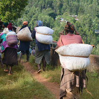 KENYA- Kirinyaga Karimikui AB /ケニア キリニャガ カリミクイ AB