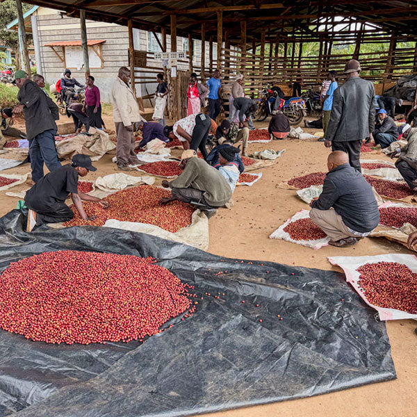 KENYA- Kirinyaga Kianderi AB /ケニア キリニャガ キアンデリ AB