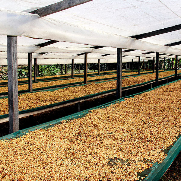 KENYA- Kirinyaga Kianderi AB /ケニア キリニャガ キアンデリ AB