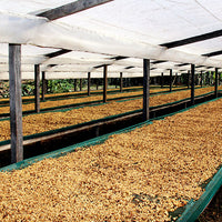 KENYA- Kirinyaga Kianderi AB /ケニア キリニャガ キアンデリ AB