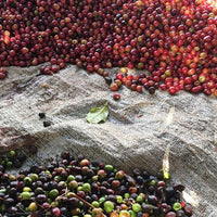 KENYA- Kirinyaga Karimikui AB /ケニア キリニャガ カリミクイ AB