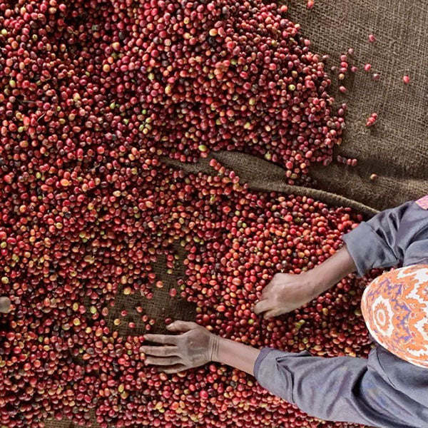 KENYA- Kirinyaga Karimikui AB /ケニア キリニャガ カリミクイ AB