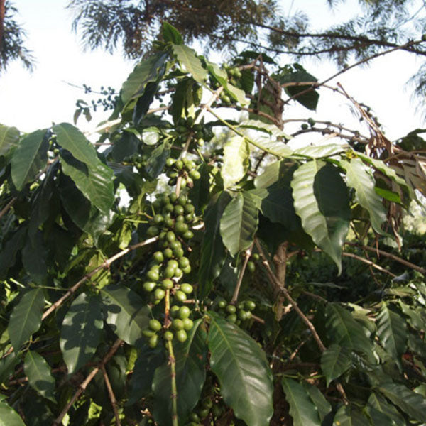 KENYA- Embu Ngurueri  AB/ケニア エンブ ングヌエリ AB