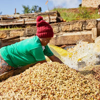 KENYA- Kirinyaga Karimikui AB /ケニア キリニャガ カリミクイ AB