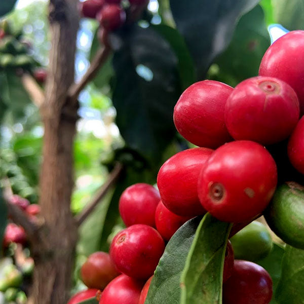 KENYA- Kirinyaga Kianderi AB /ケニア キリニャガ キアンデリ AB